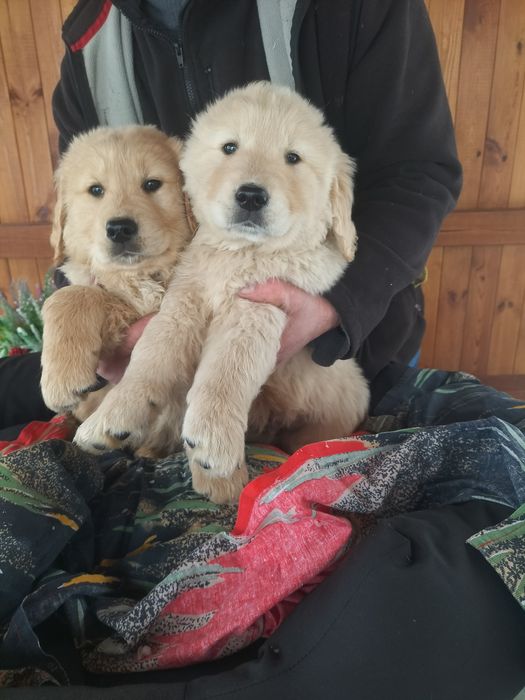 Szczenię Golden Retriever