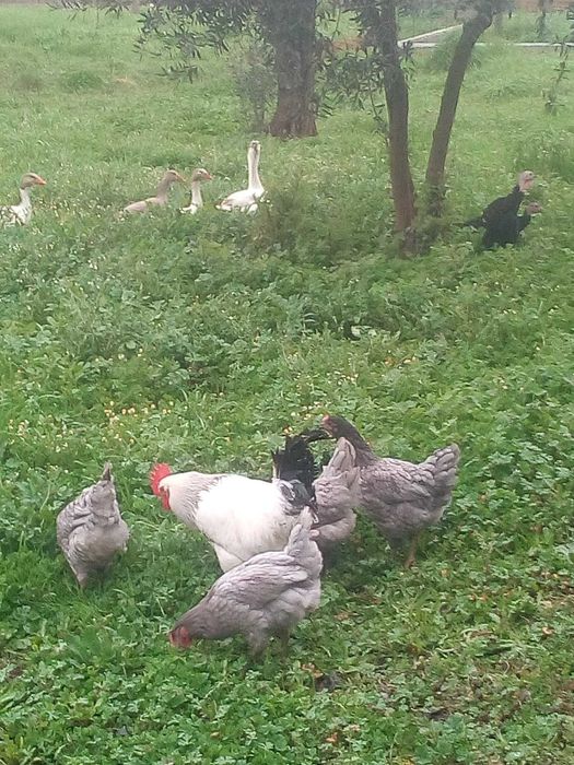 trocar ovos em Sertã e arredores