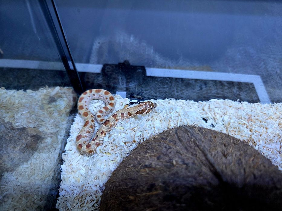 Wąż Heterodon nasicus – Pastel Anaconda SAMICA