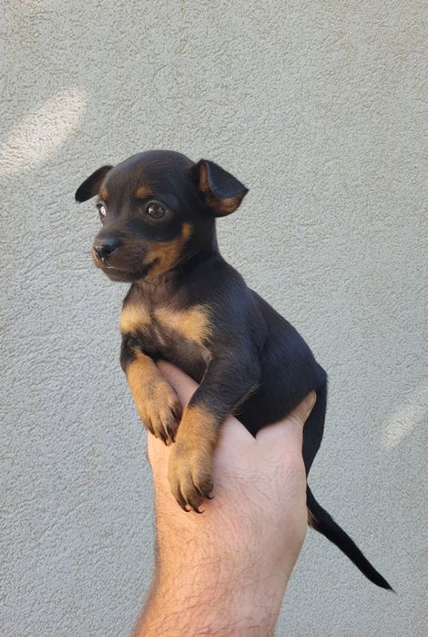 Pinscher miniatura macho