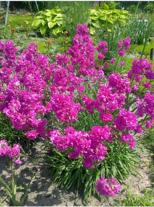 Садовые  многолетники, злаки