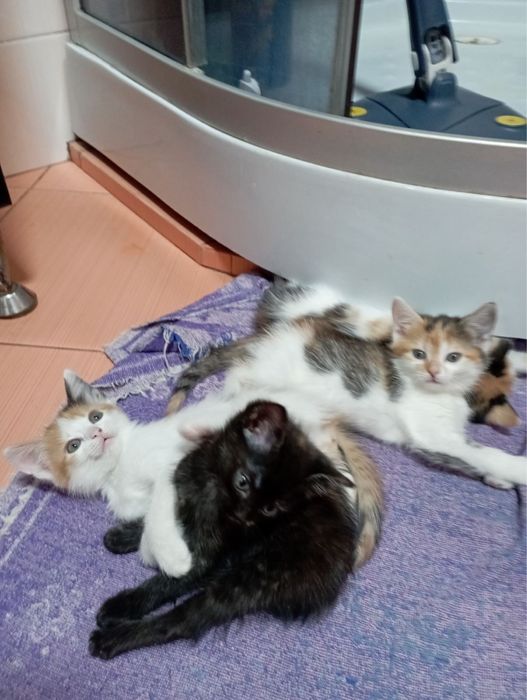 Віддам в добрі руки котиків