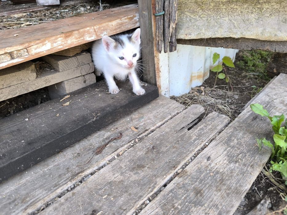 Gatinhos para oferecer Moreira de Cónegos