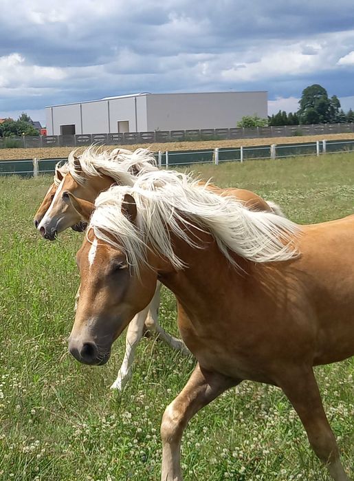 Stanowka krycie ogierem rasy haflinger Bary