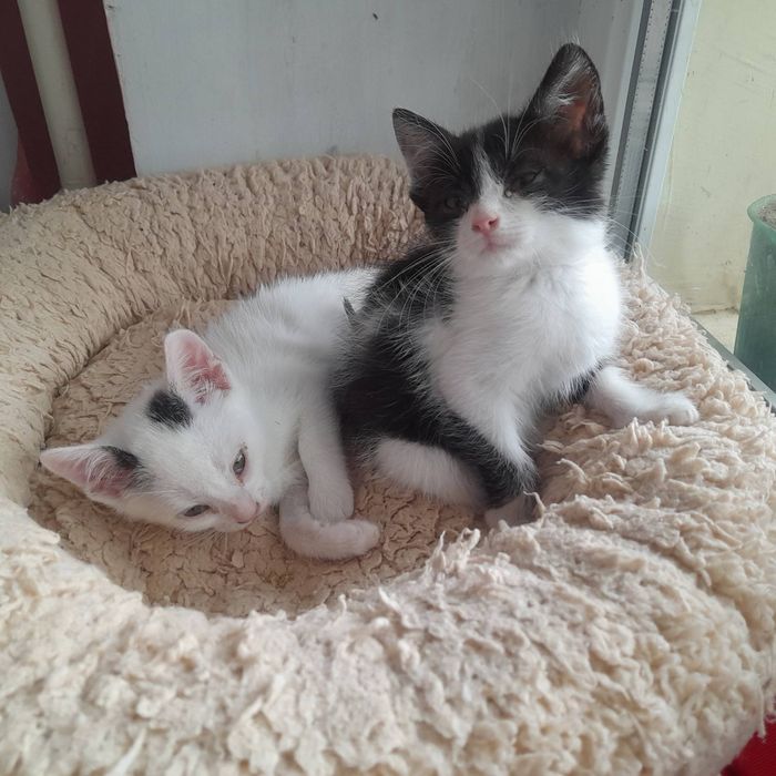Віддам котеняток в добрі руки