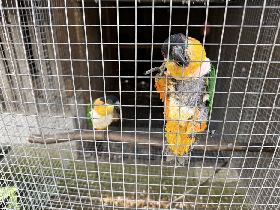 Casal Reprodutor Marianinha cabeca Preta