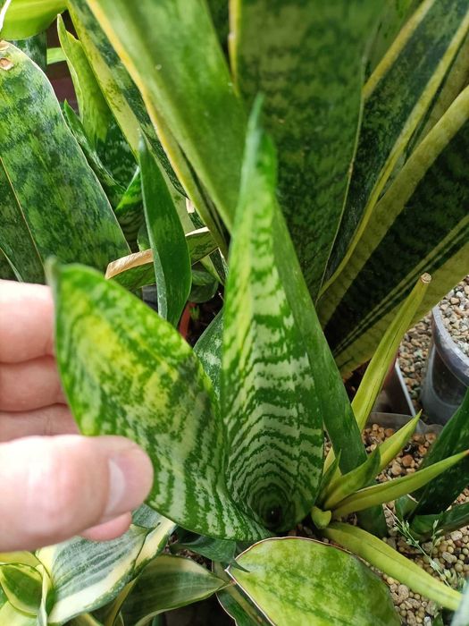 сансевиерия санрайз