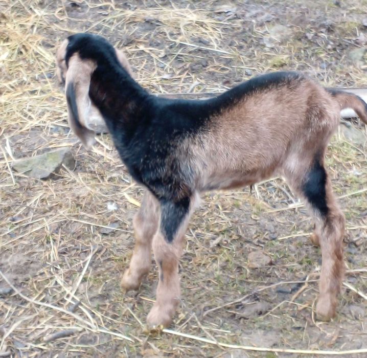 100% козочка д.н.31.12.24