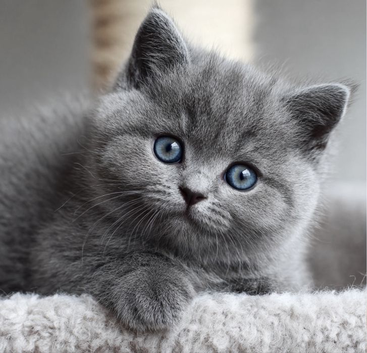 Kot brytyjski niebieski