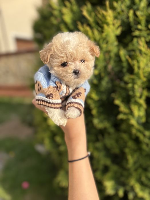 Цуцятка мальтипу ф1