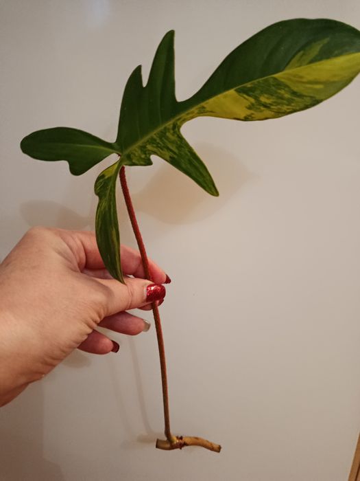 Magic Mack variegated