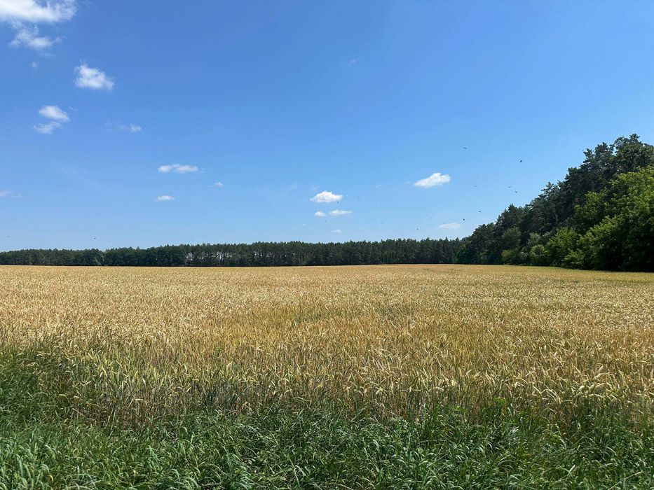 Продаж 335 соток біля лісу