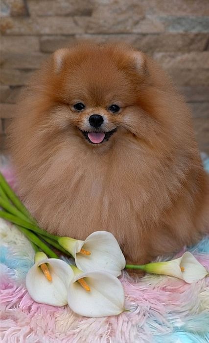 Хлопчик  шикарний КСК/FCI