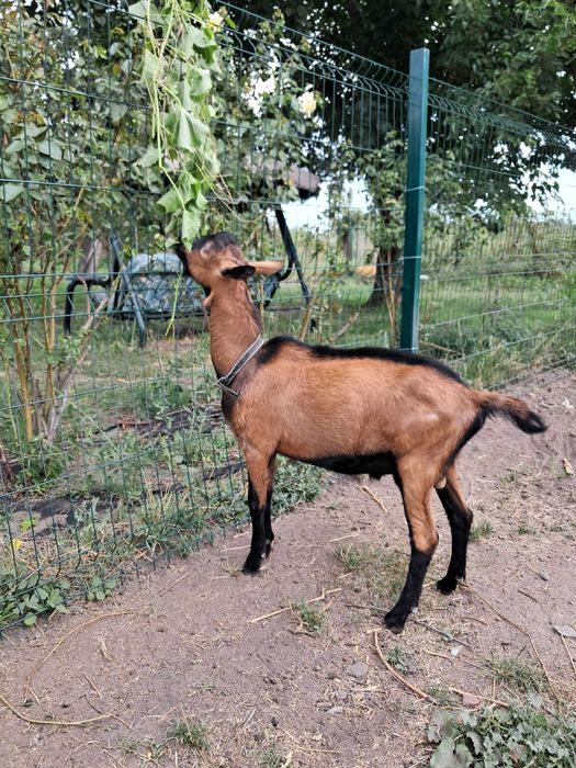 Цап (козел) 100% альпійської породи французької селекції, спокійний