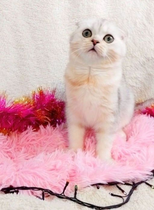 Мальчик милашка,  невероятно компанейский котёночек