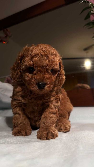 Pudel Toy Red-Brown Dziewczynka (genetyka, mala domowa hodowla)
