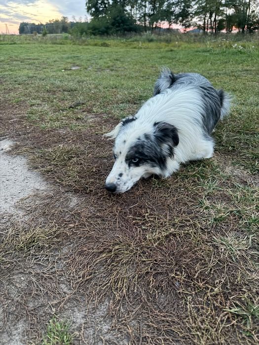Border collie blue merle