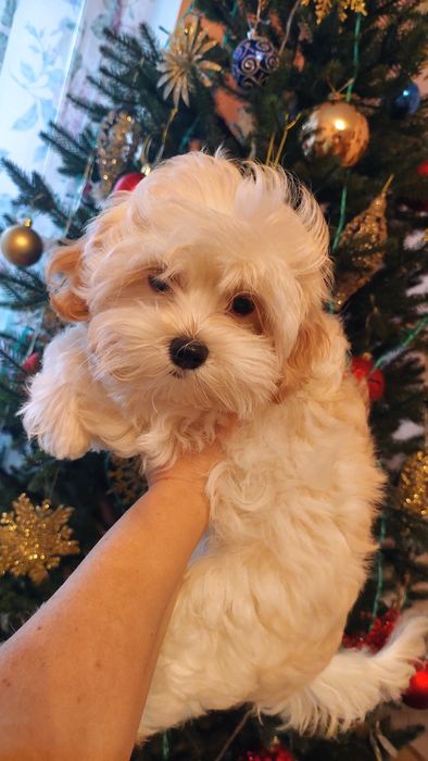 Девочка мальтипу ф1.