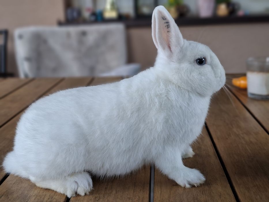 Hermelin Niebieskooki ,karzełek królik. Rodowód