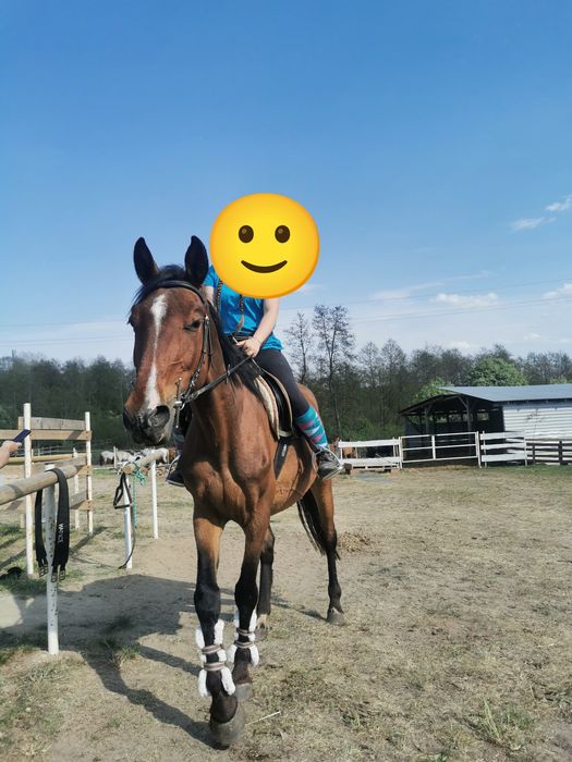 Sprzedam / Zamienię klacz małopolską AA