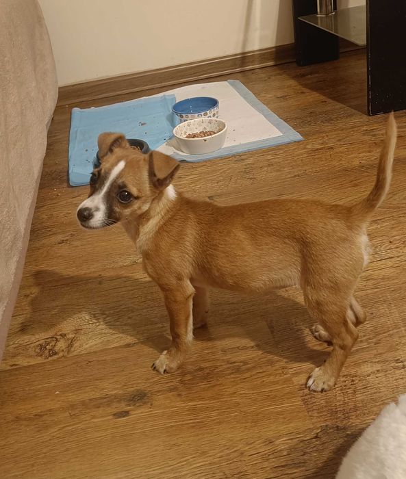 Maleńka, cudna, przeeekochana, bezdomna ok 2-3 mies sunia szuka domu