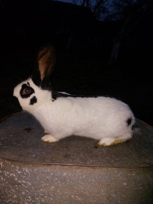 Кролі Н.С.В Самки-Самці