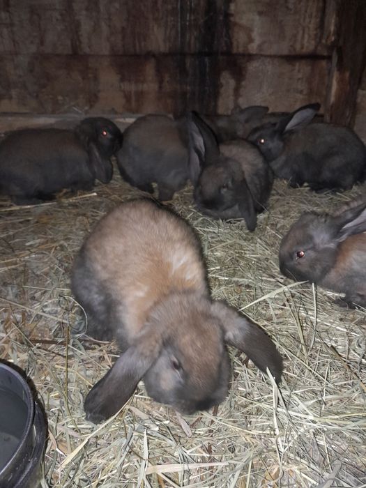 Продам кролики .