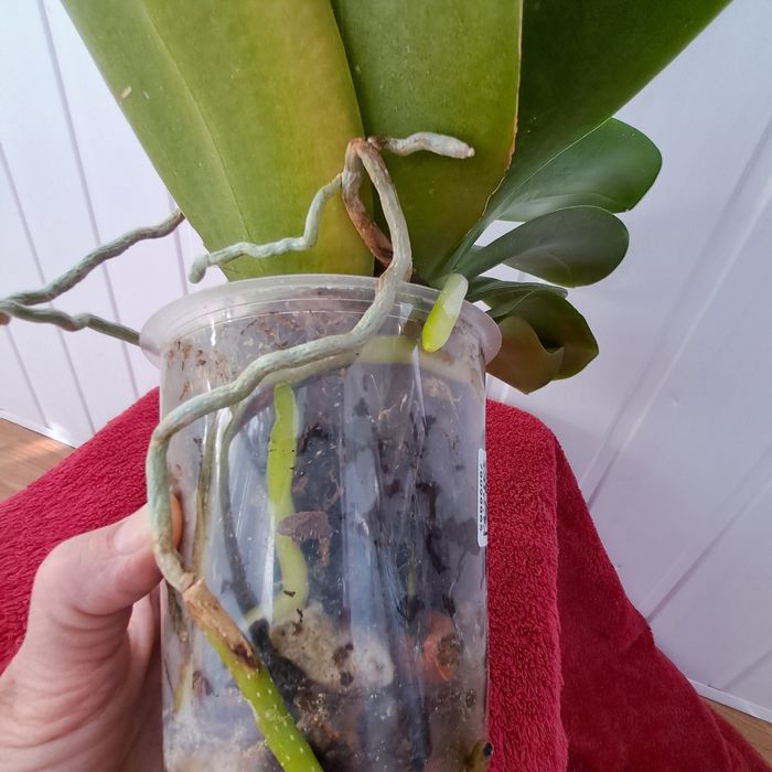 Орхидея фалинопсис Пират Пикоти.