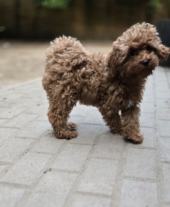 Cavapoo /maleńka dziewczynka