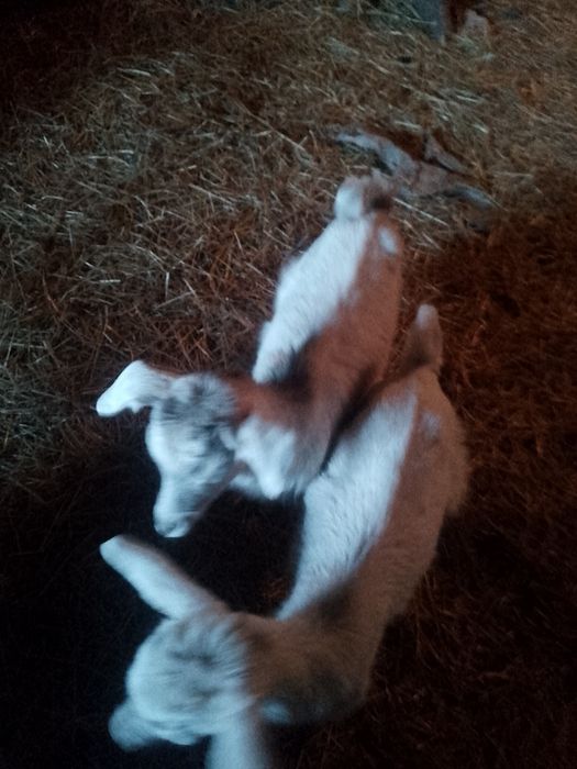Козинята місяць ще п'ють молоко вже посуця їдять сіно  козлики від