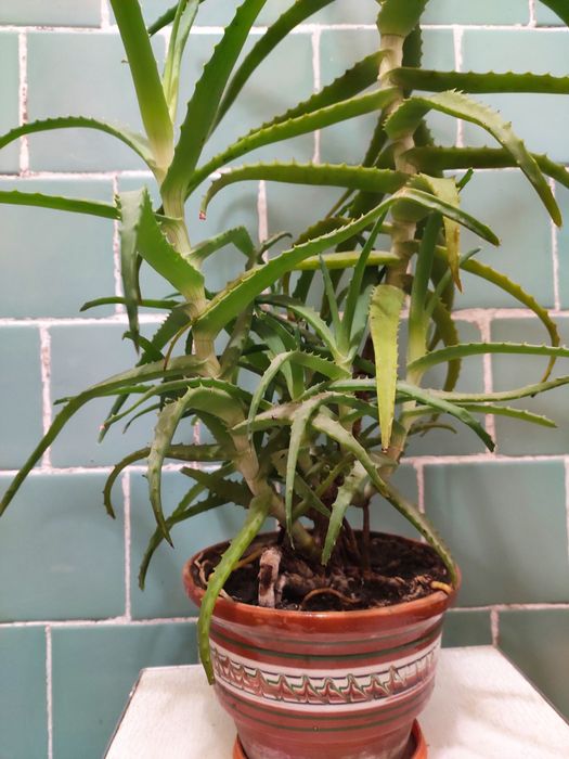 Вазон алоє 85 см.