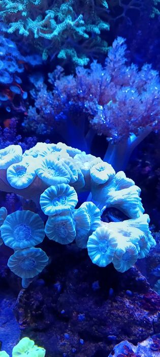 caulastrea mint koralowiec morski