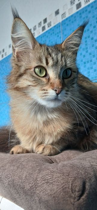 Продам дівчинку Мейн кун