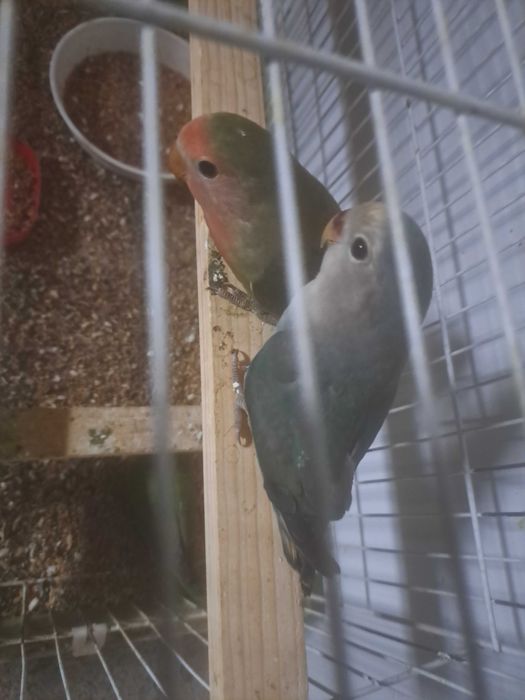 Agapornis disponíveis