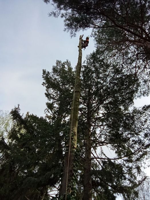 WYCINKA DRZEW - od 100zł za godzinę!