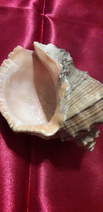 Ракушки   морские