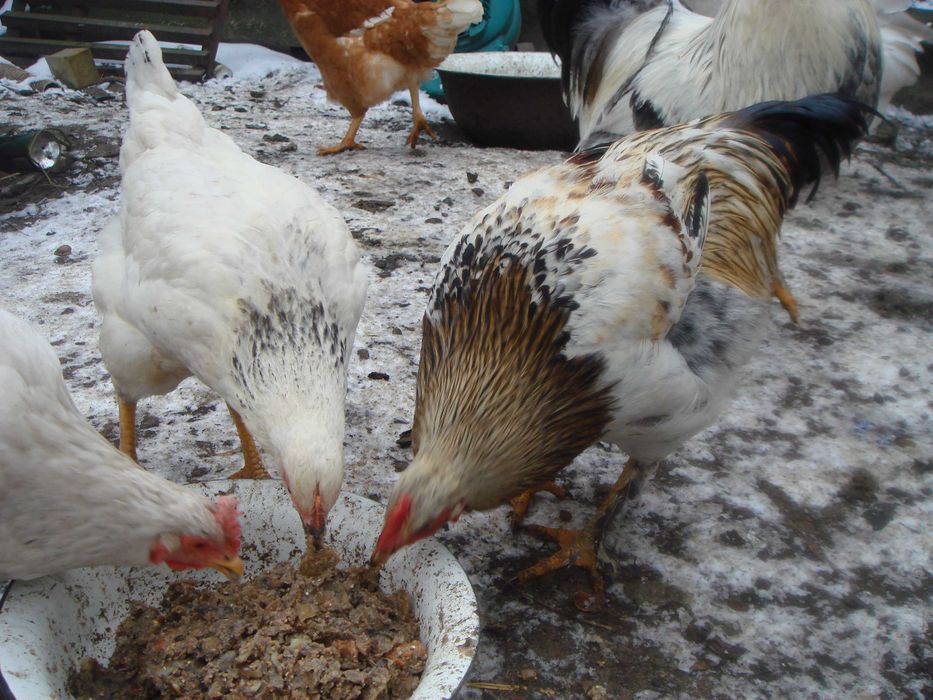 Продам молодих пiвнiв