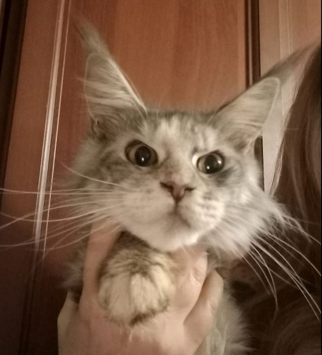 Неймовiрнi красунечки