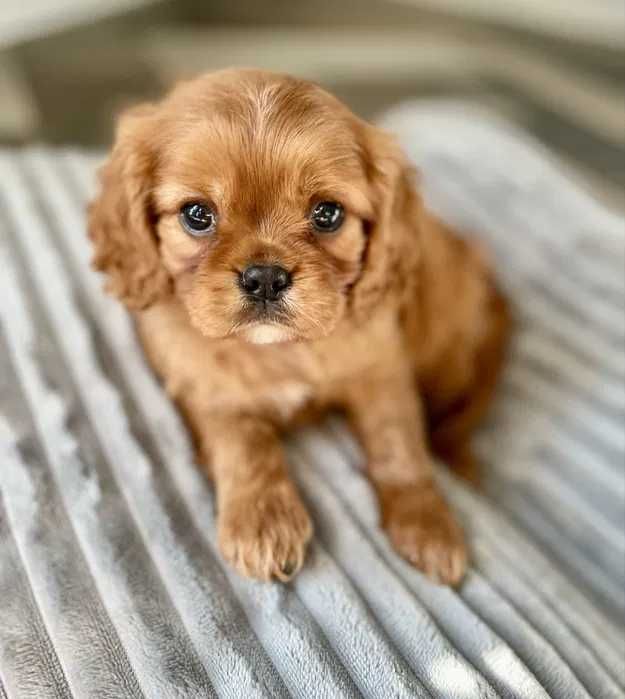 Cavalier King Charles