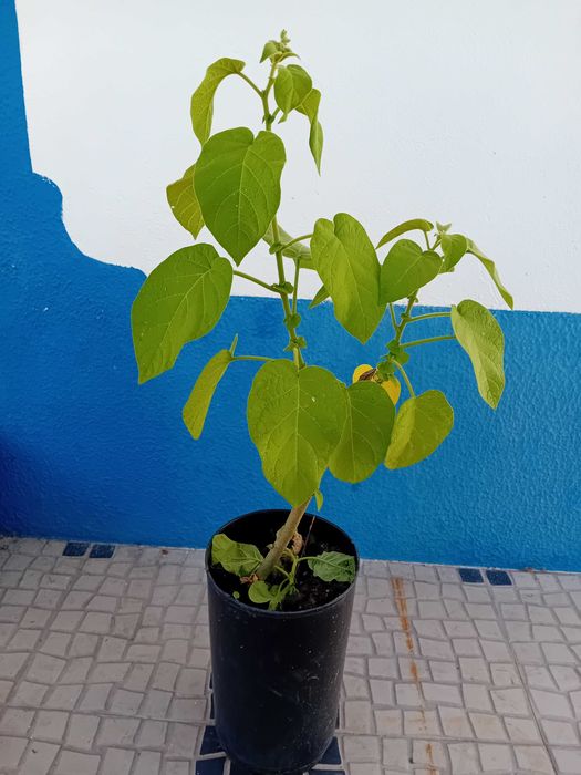 Arvore tamarilho amarelo anao