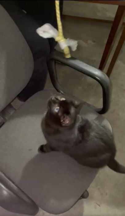 Чорно-рудий Кіт Дизель