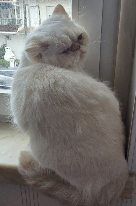 Gatinha Himalaia red point