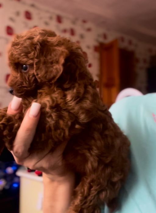 Той пудель ‼️Китай‼️