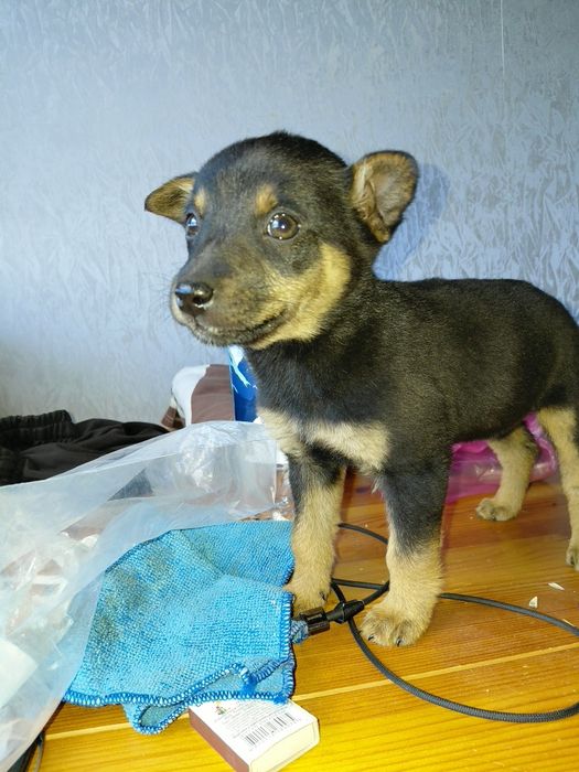 Шукаємо дім для маленької дівчинки