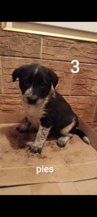 Bordery collie pieski