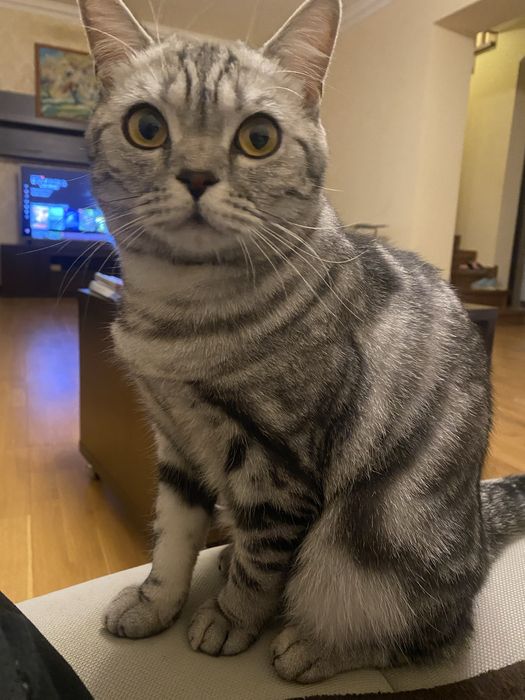 Кішка вязка такої саме породи !!!