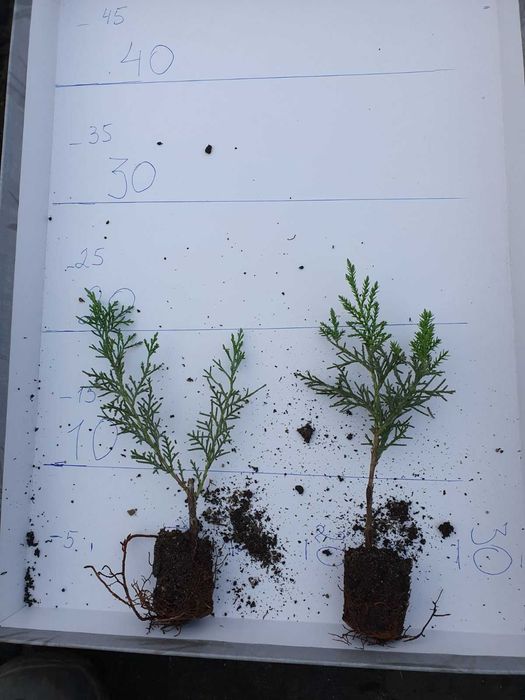 Кипарисовики живці 10см, П9