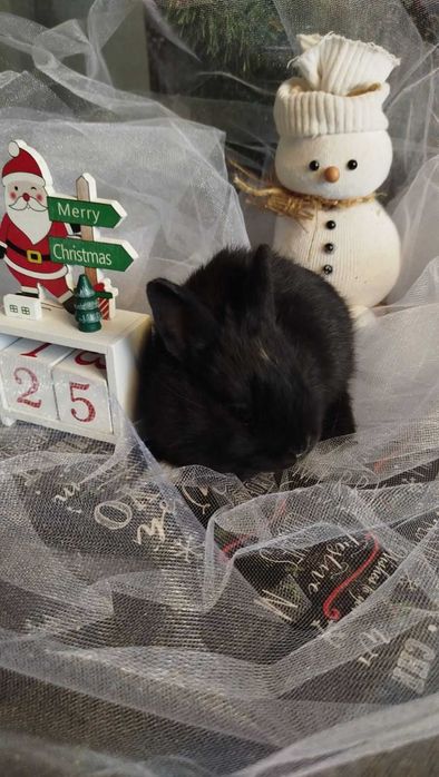 Кролики декоративні