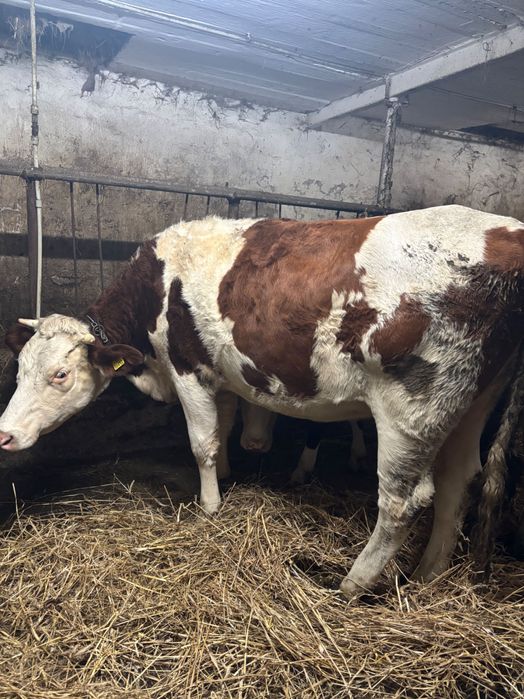 Sprzedam jałówkę cielna