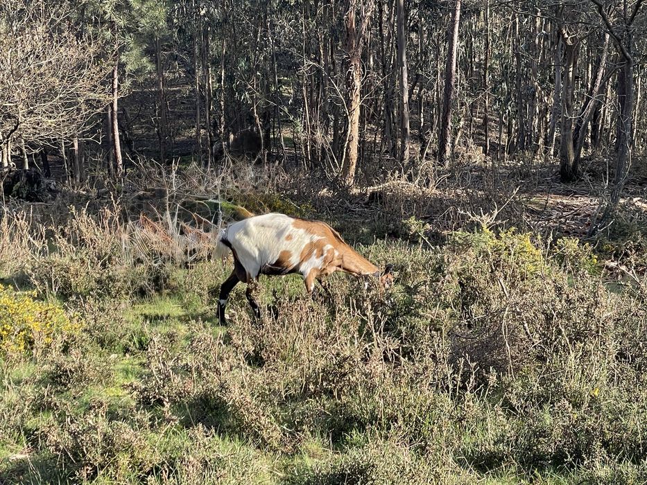 Vendo cabras raca grande